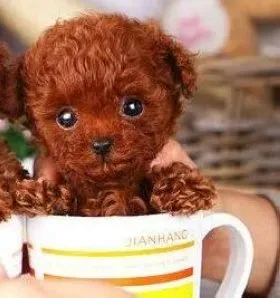贵宾犬|让贵宾犬能够快速安静下来的训练方法