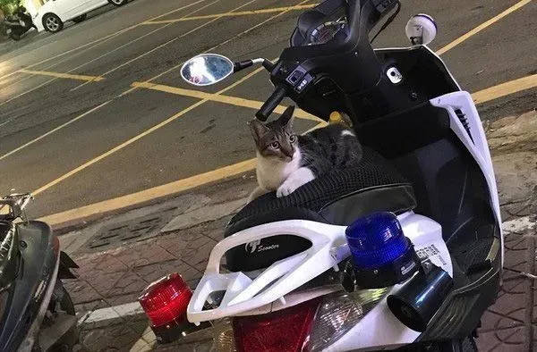 遇到猫警探了！浪喵霸占警用机车伪装黑猫警长 | 猫