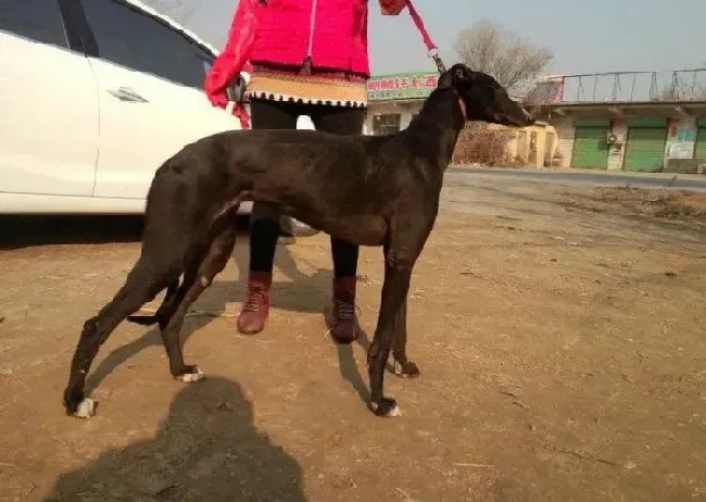 格力犬|格力犬饭后，口吐白沫有粘液需要吃药吗