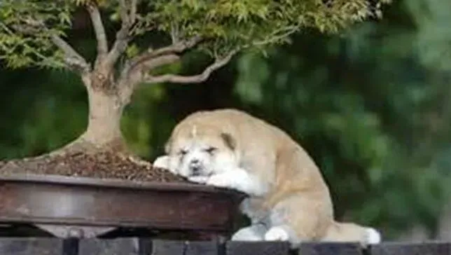 秋田犬|传统饲养法 科学掌握秋田犬的食量