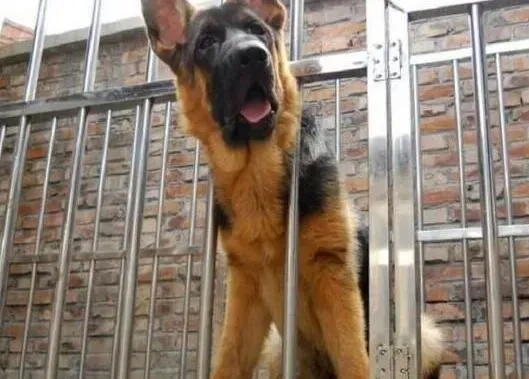 德国牧羊犬|训练德国牧羊犬有什么原则