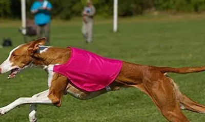 伊比赞猎犬吃什么 选择适合的狗粮种类 | 伊比赞猎犬