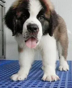 圣伯纳犬|我家圣伯纳犬脚掌开裂是怎么回事