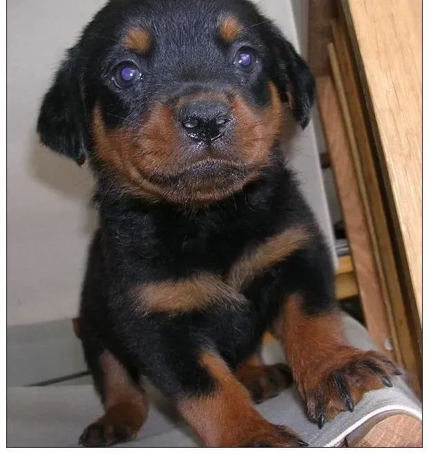 罗威纳犬|选购技巧 如何挑选出优秀的罗威纳犬