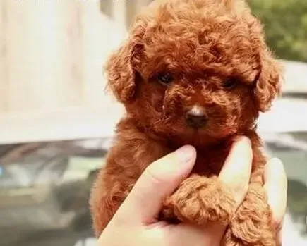 泰迪犬|为什么要补充维生素？泰迪犬缺乏维生素会造成什么后果