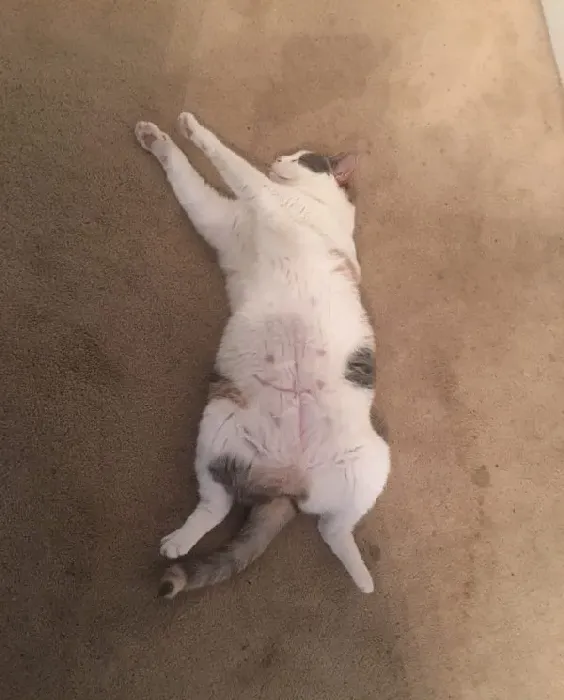 用一张照片形容你的猫 会是哪张代表照呢? | 猫