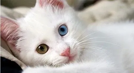 猫厕所什么牌子好 家长们亲手DIY最好 | 猫