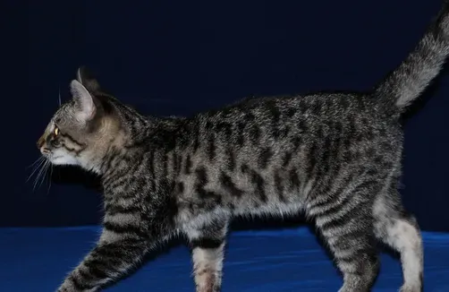 猫做完绝育手术 猫咪绝育手术后注意事项 | 绝育