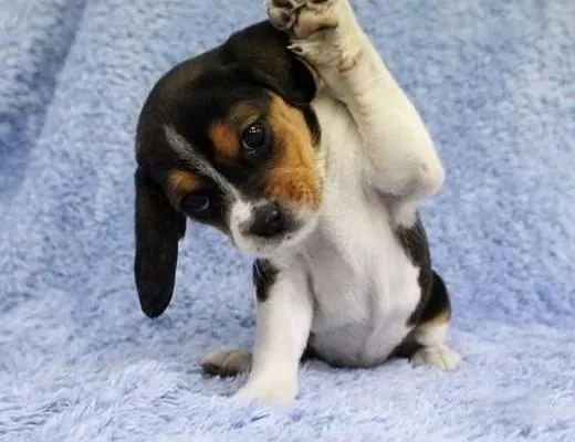 比格犬|为给比格犬美容出谋划策