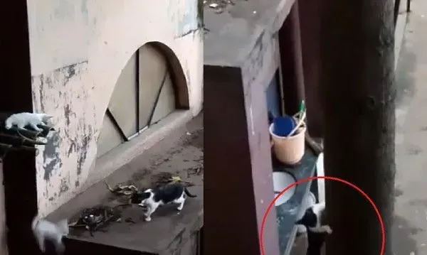 小猫失足坠落猫妈心切救援 过程超艰辛令人动容 | 猫