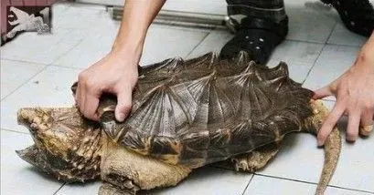 鳄龟不吃东西 鳄龟不吃东西主要原因 | 鳄龟