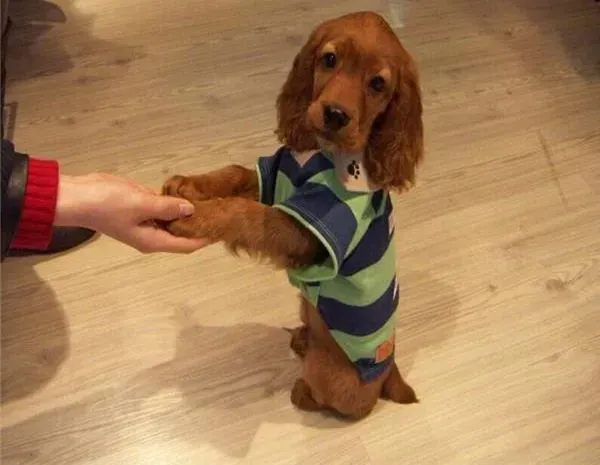 可卡犬|可卡犬感冒发烧引起浑身无力怎么办