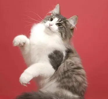 挪威森林猫的性格 喜欢冒险和活动 | 挪威森林猫