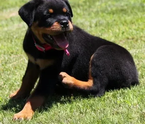 罗威纳犬|盘点致使罗威纳犬掉毛的最大原因