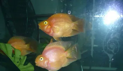 鹦鹉鱼白点病怎么治 季节变化时节易发生 | 鹦鹉鱼