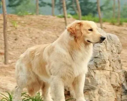金毛寻回犬产地 金毛寻回犬产地在苏格兰 | 金毛
