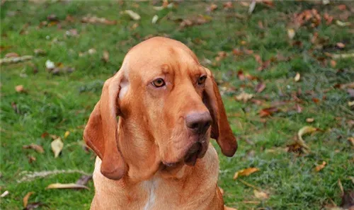 寻血猎犬耐力怎么样 寻血猎犬的耐力是极好的 | 寻血猎犬