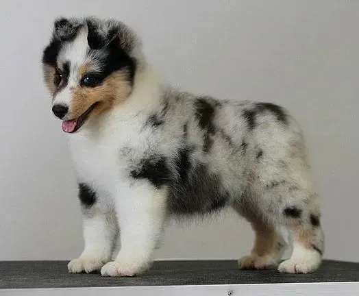 喜乐蒂|喜乐蒂犬眼睛发红用药也不好怎么办是好