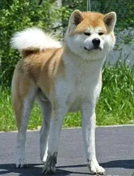 秋田犬|这些事情不要做 训练秋田犬要避免的五种错误行为