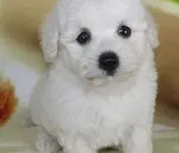 比熊犬|比熊犬耳朵很脏，摇头晃耳是怎么了