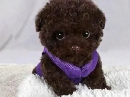 泰迪犬|带你走进泰迪犬丰富的语言世界