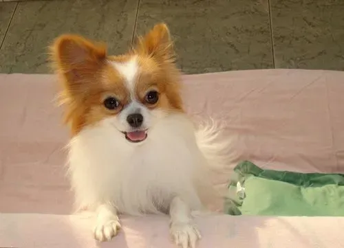 蝴蝶犬吃什么好 学会如何饲养宠物 | 蝴蝶犬