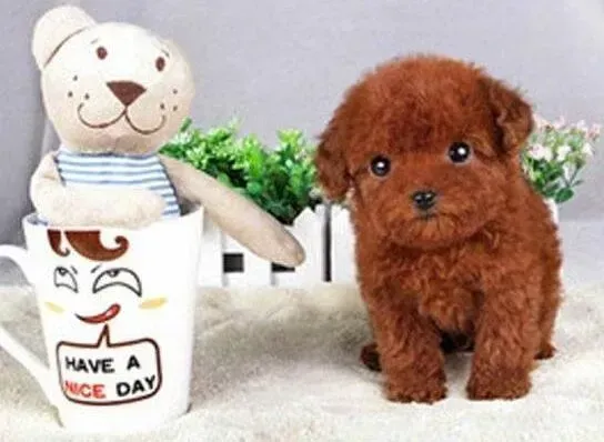 贵宾犬|贵宾犬为什么会吃便便 是缺乏营养么