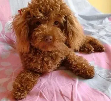 贵宾犬|产后大保健 如何护理好产后的贵宾犬