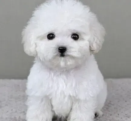 泰迪犬|如何正确识别泰迪犬的掉毛与脱毛