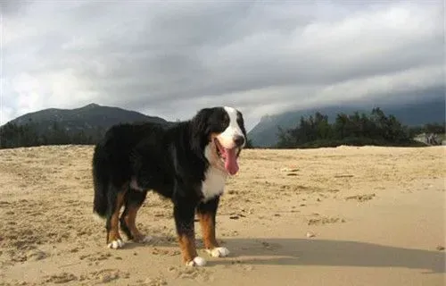 伯恩山犬如何喂养 伯恩山犬吃什么狗粮好 | 伯恩山犬