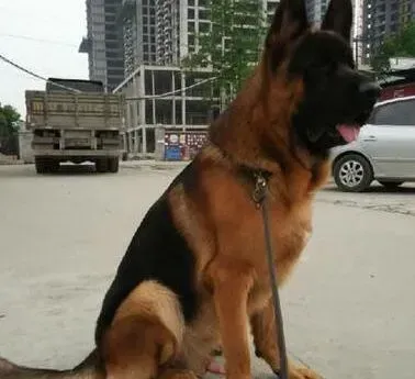 德国牧羊犬|德国牧羊犬吹空调后拉肚子，吐了是什么情况