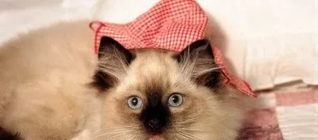 由猫咪引起的臭味怎么办 处理好便便 | 猫