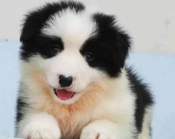 边境牧羊犬|培养狗狗健康心理 塑造一只理想的边境牧羊犬