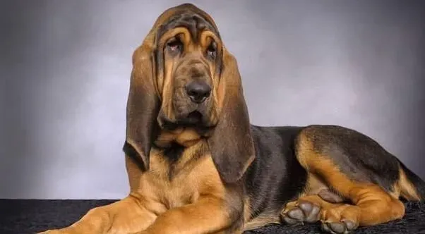 寻血猎犬耐力怎么样 寻血猎犬的耐力是极好的 | 寻血猎犬