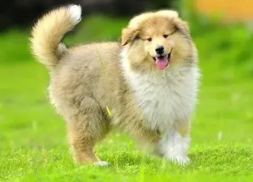 苏格兰牧羊犬|苏格兰牧羊犬吃动物肝脏的利与弊