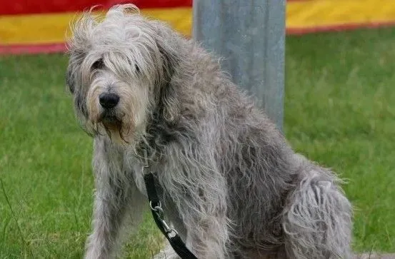 奥达猎犬的形态特征 FCI标准好严苛 | 奥达猎犬