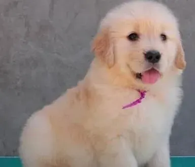 金毛|给金毛犬梳理毛发之前应该先把被毛弄湿