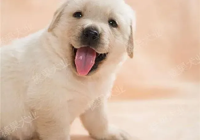 拉布拉多|拉布拉多犬患上细小应如何医治