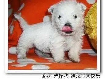 西高地|西高地眼睛老有眼屎，面部还有皮屑是什么问题