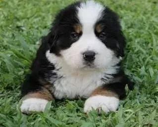 伯恩山犬|给伯恩山犬购置玩具的讲究有哪些