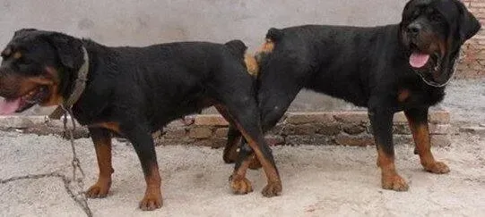 罗威纳犬|营养专家告诉你如何促进罗威纳犬的骨骼发育