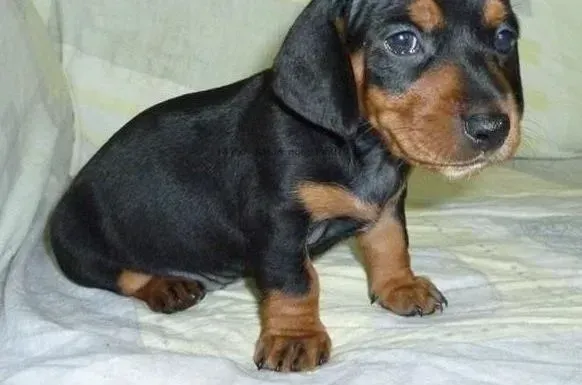 腊肠犬|腊肠犬没有其他病症只是抽搐 求判断是什么疾病