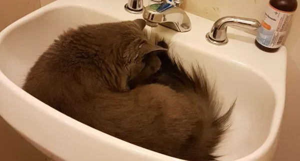 用一张照片形容你的猫 会是哪张代表照呢? | 猫