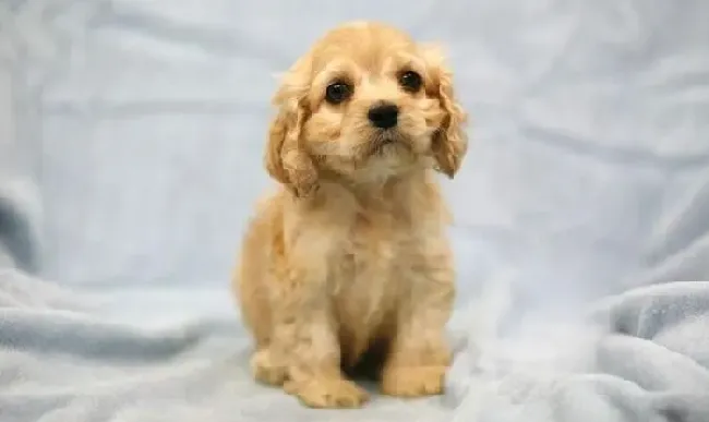 可卡犬|可卡犬消化不良的四个症状