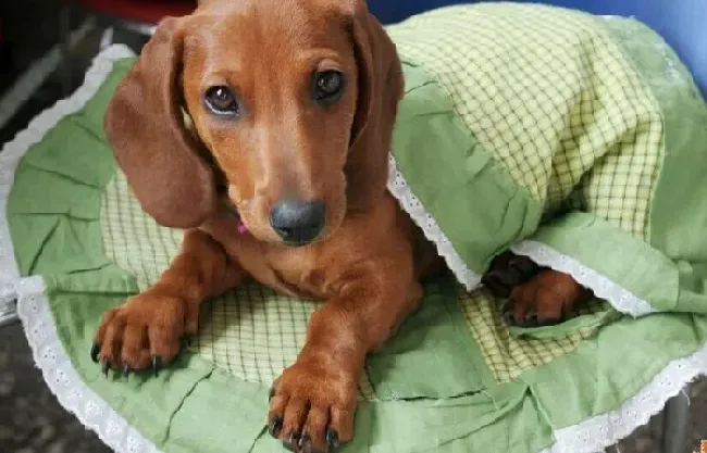腊肠犬|处于换毛期的腊肠犬可以这样护理