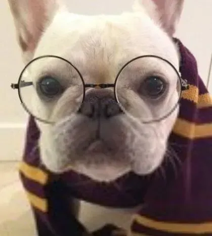 英国斗牛犬|最受欢迎的医学书籍之斗牛犬出现眼屎的三大原因