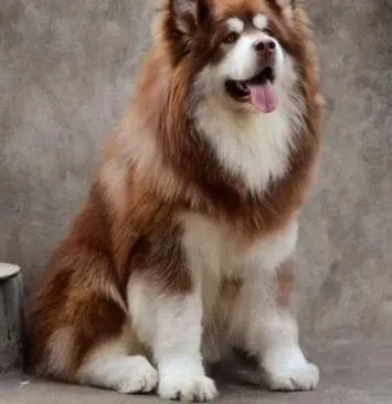 阿拉斯加犬|寒冷恶劣的环境阿拉斯加犬是怎样生存的