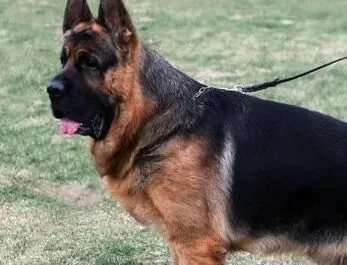 德国牧羊犬|如何测试出自家德国牧羊犬的智商