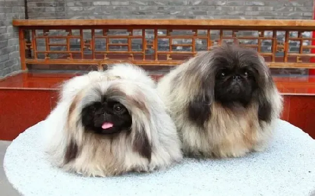 京巴狗|京巴犬的肺部有点感染，没事吧