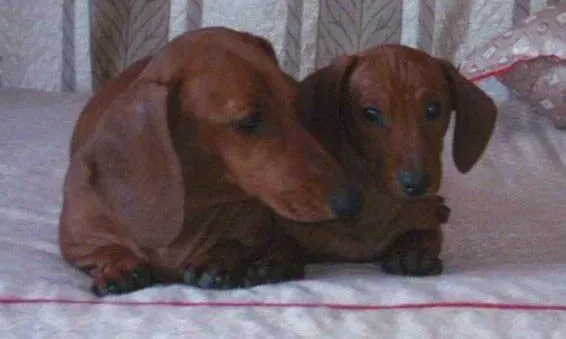 腊肠犬|给腊肠犬美容的具体实施方法